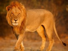 african-lion-portrait-warm-light.jpg
