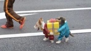 dogs.jpg