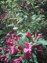IMG_20250607_133144.jpg