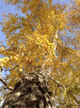 IMG_0612.jpg