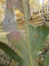 IMG_0548.jpg