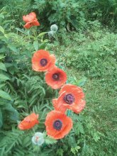 IMG_20250609_092909.jpg