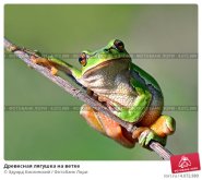drevesnaya-lyagushka-na-vetke-0004072889-preview.jpg