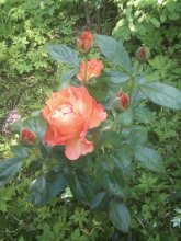 IMG_20250703_161929.jpg