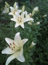 IMG_20250715_193307.jpg