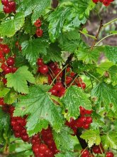 IMG-20250721-WA0004.jpg