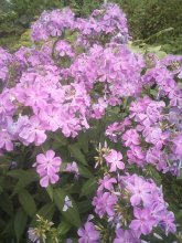 IMG_20250723_151723.jpg