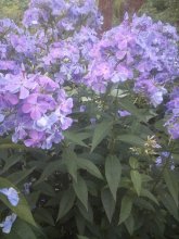 IMG_20250722_185216.jpg