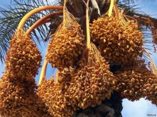 это финики)).jpg