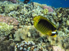 IMG_5484.JPG IMG_5484.JPG