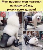 МУЖ нацепил мои колготки на собаку.jpg