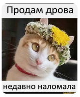 355656.png