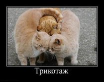 три.jpg