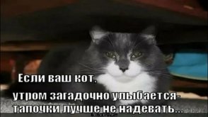 кот.jpg