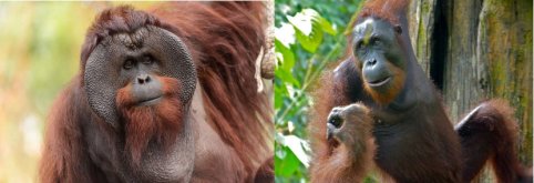 orangs_e153ce13ddc0e1058a9a7f08f30d4f99.jpg
