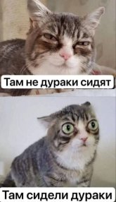 twocats.jpg