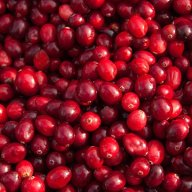 Oxycoccus