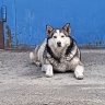 ФинМаксим
