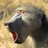 Бесчинствующий бабуин