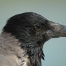 Corvus cornix