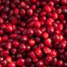 Oxycoccus