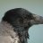 Corvus cornix