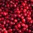Oxycoccus