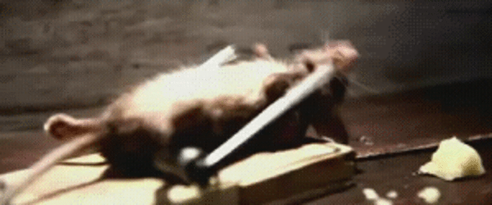 3622055_c8fe89168a2129a98469e2b5d1e64118_800.gif